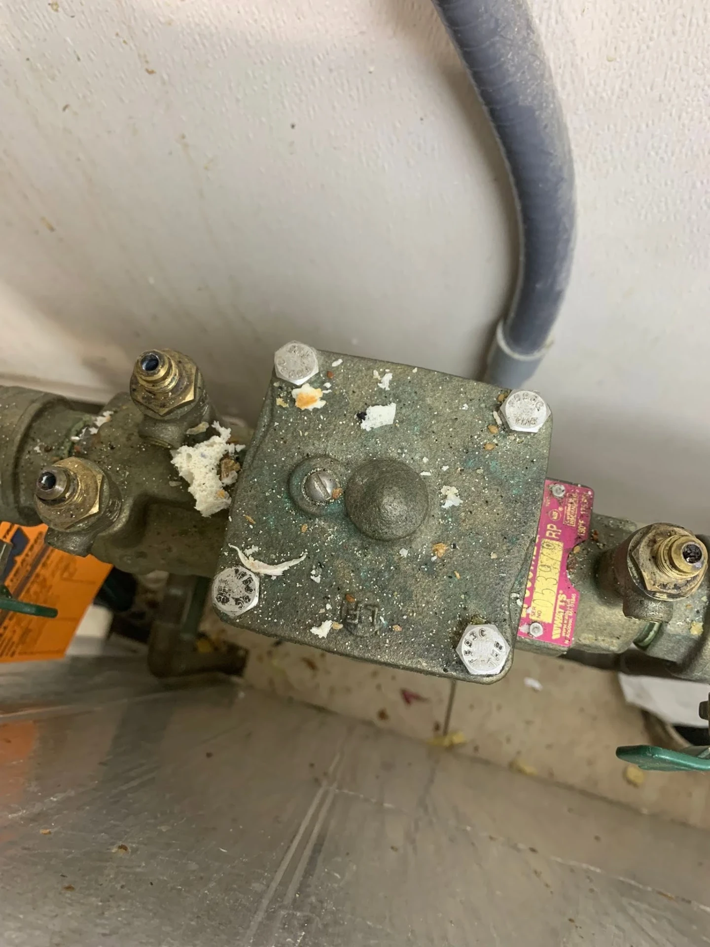 Aged Watts reduced pressure backflow assembly with green oxidation, stainless bolts, and a pink serial tag